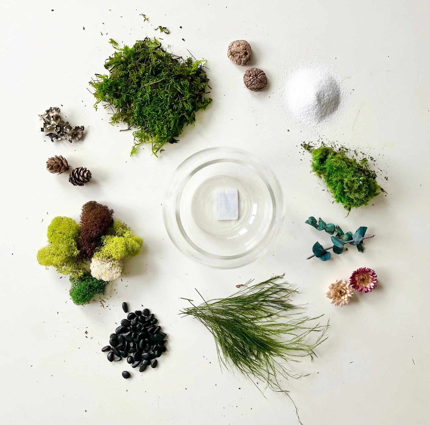 DIY Terrarium Kit