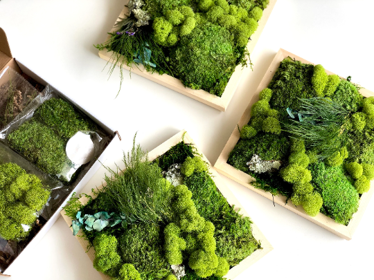 DIY Moss Art Wall Kit (3 frame kit) – NaturelyBox