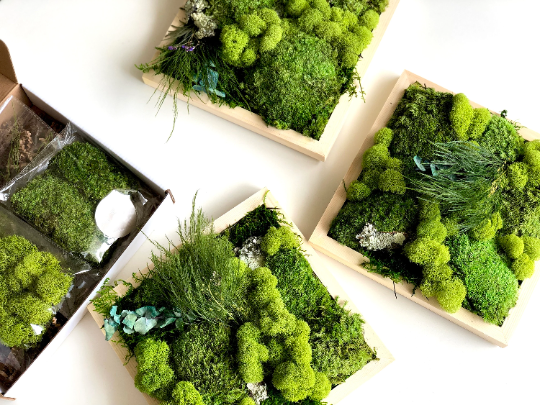 DIY Moss Art Wall Kit (3 frame kit)