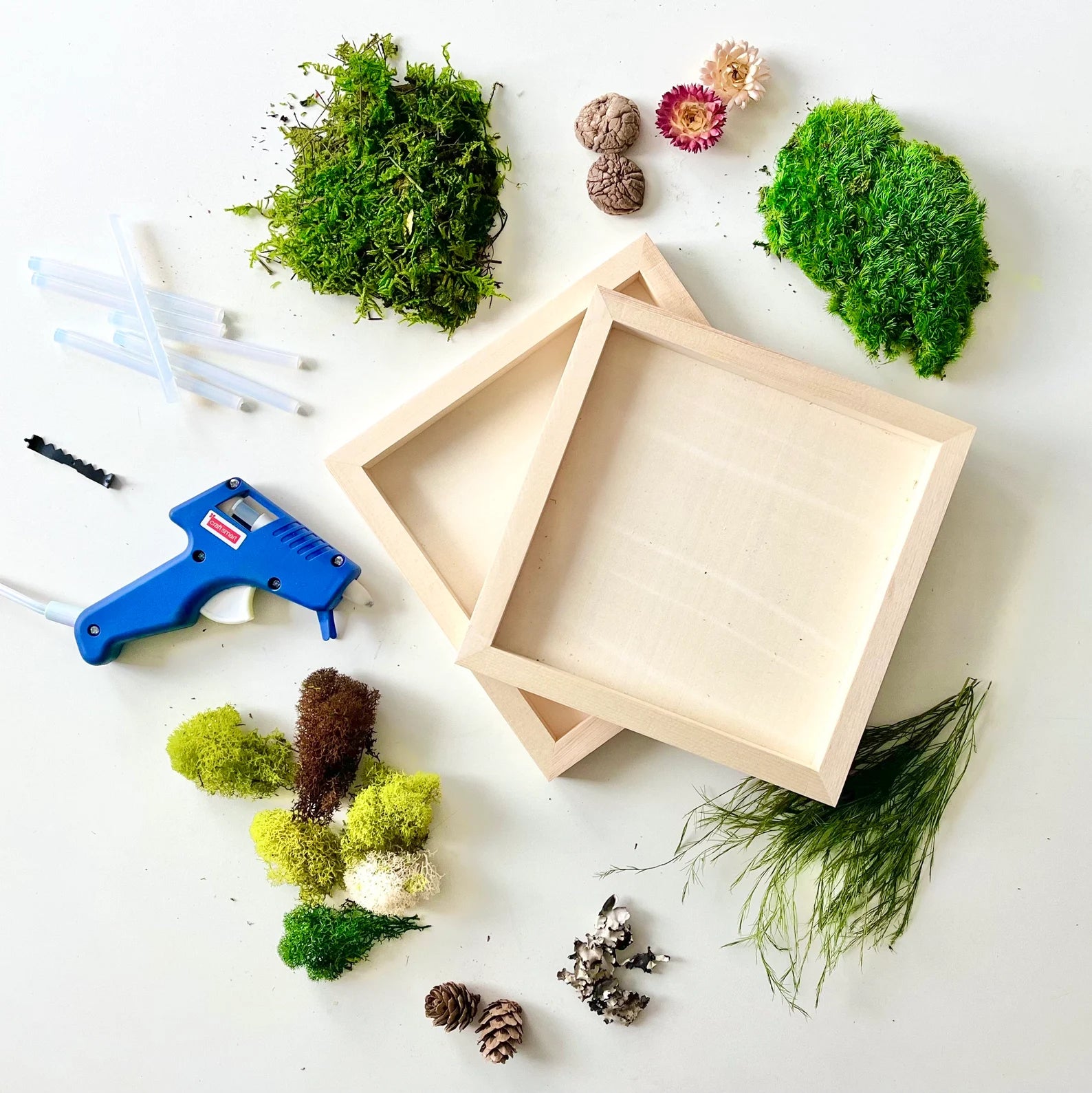DIY Moss Wall Art Kit (2 frame kit) – NaturelyBox