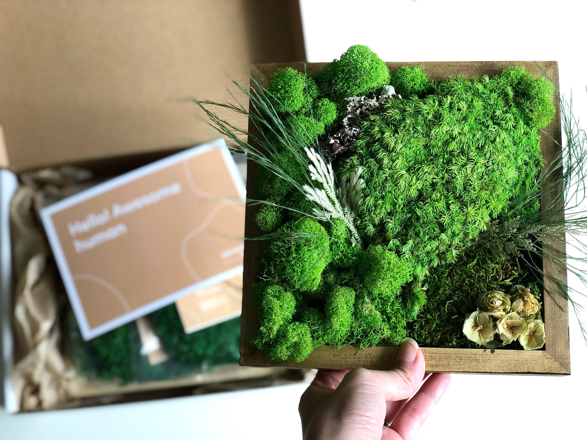 Preserved Moss Velvet - box - Green – Si-nature