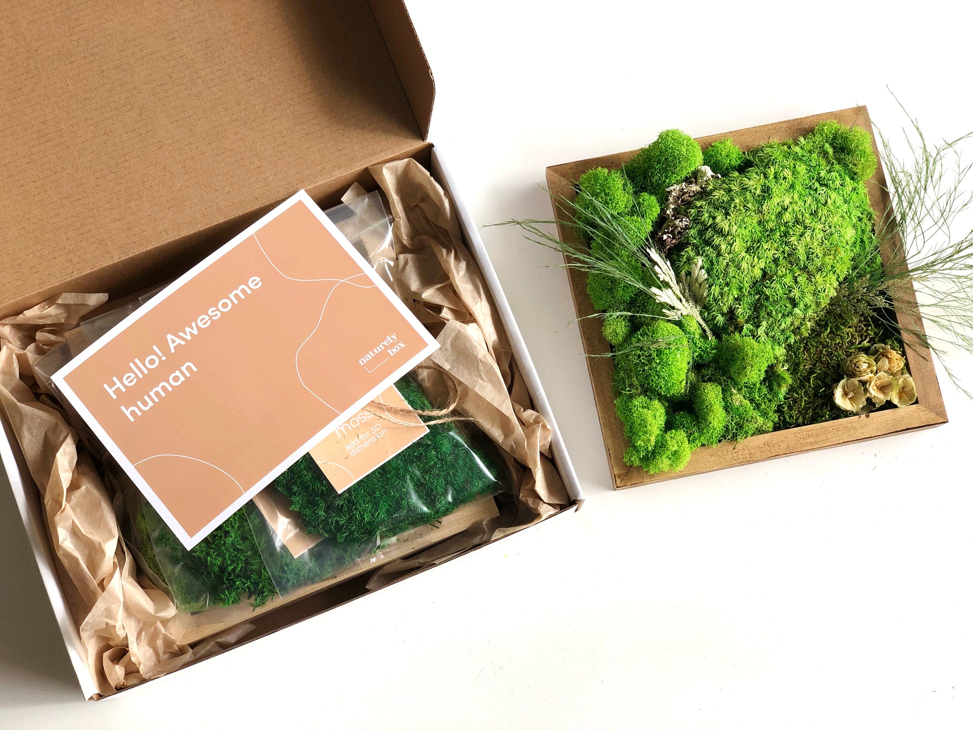 Moss box* Live moss* Cushion moss* Gifts
