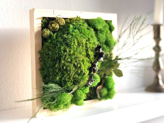 DIY Preserved Moss Wall Art Kit, Mossy Tree – Live Long And Plant