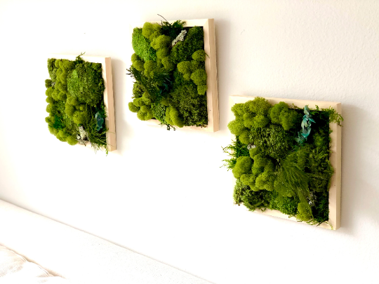 DIY Moss Art Wall Kit (3 frame kit)